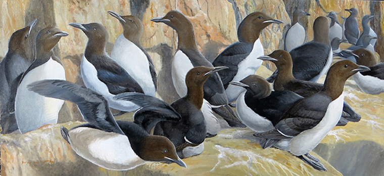 Thick-billed Murre (Uria lomvia) 