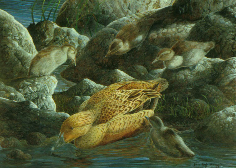 King Eider (Somateria spectabilis)