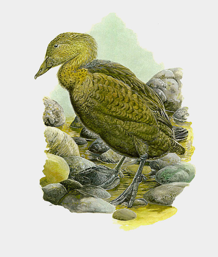 King Eider (Somateria spectabilis)