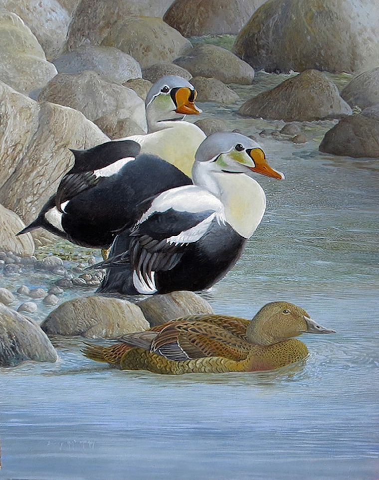 King Eider (Somateria spectabilis)