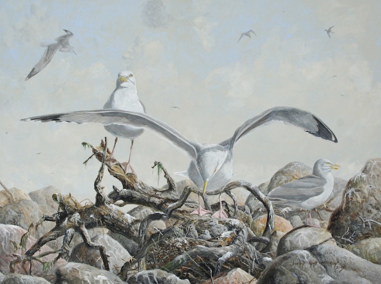 Herring Gulls
