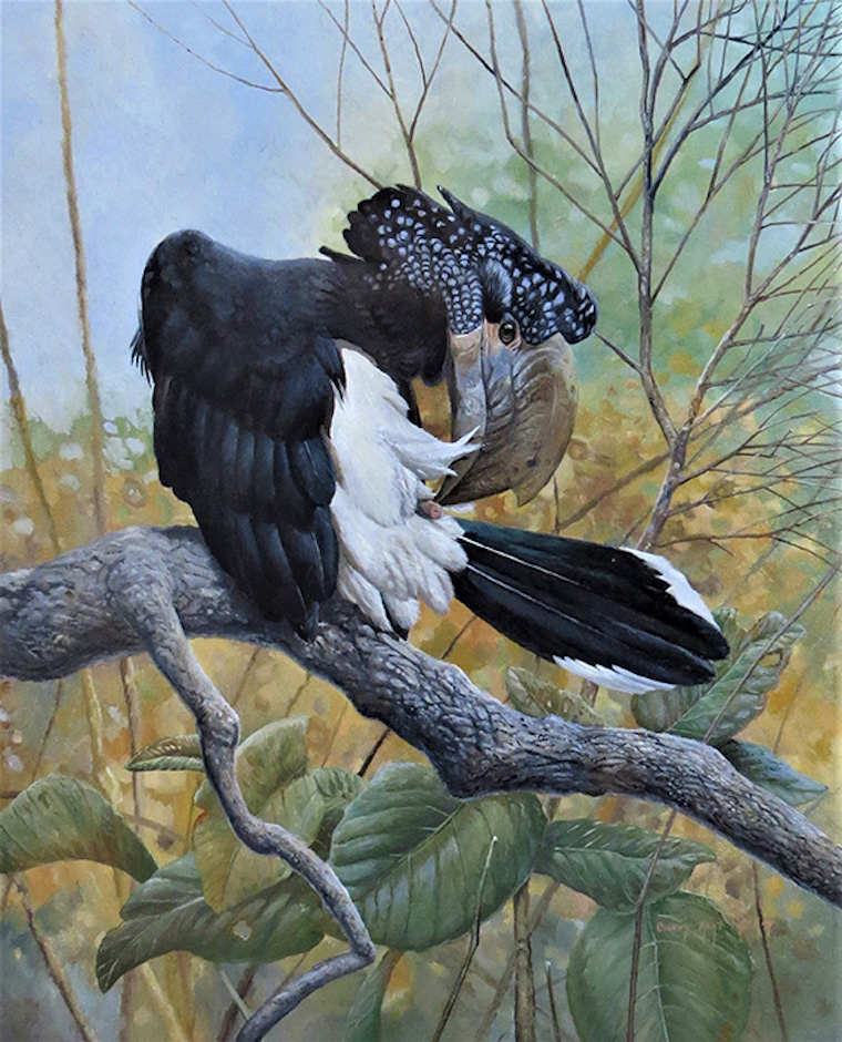 Silvery-cheeked-Hornbill