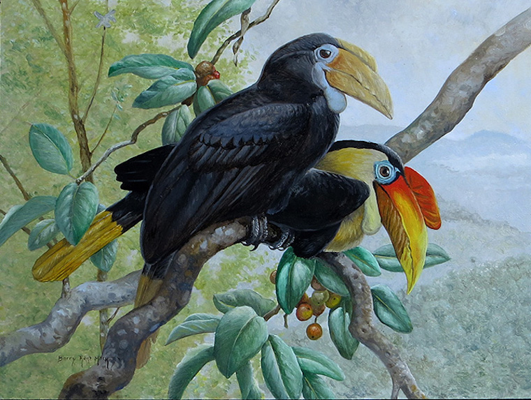 Sunda Wrinkled Hornbill
