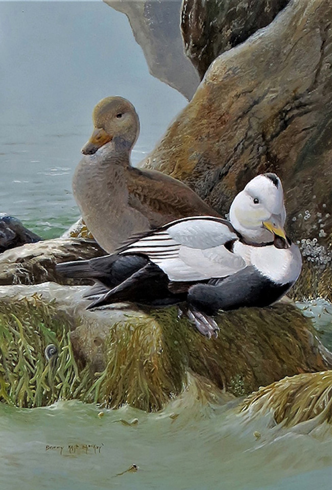 Labrador Duck