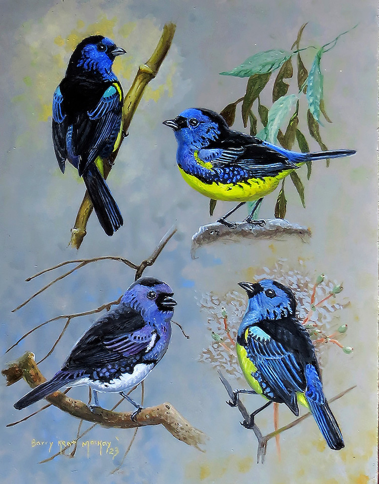 Turquoise Tanager