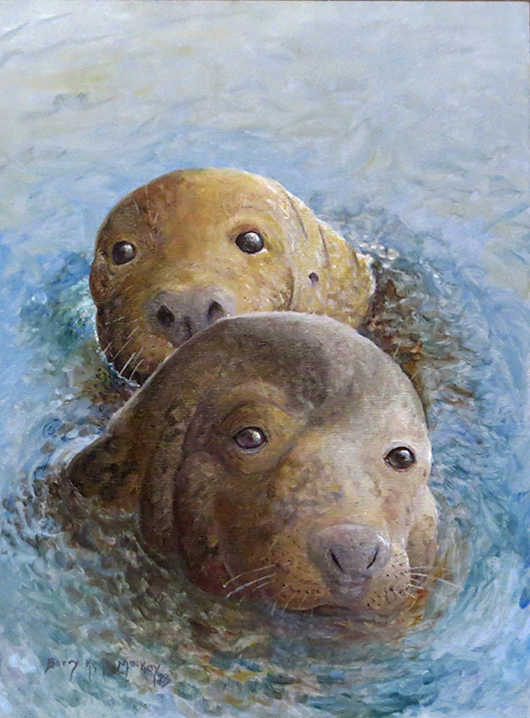 Grey Seal