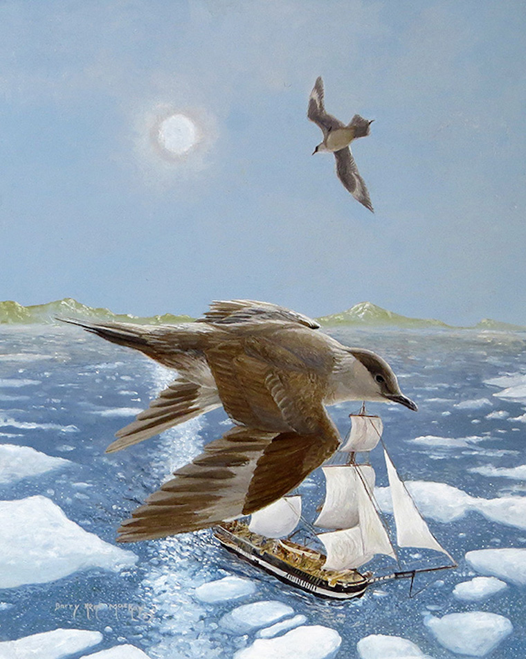 Parasitic Jaeger (Stercorarius parasiticus)