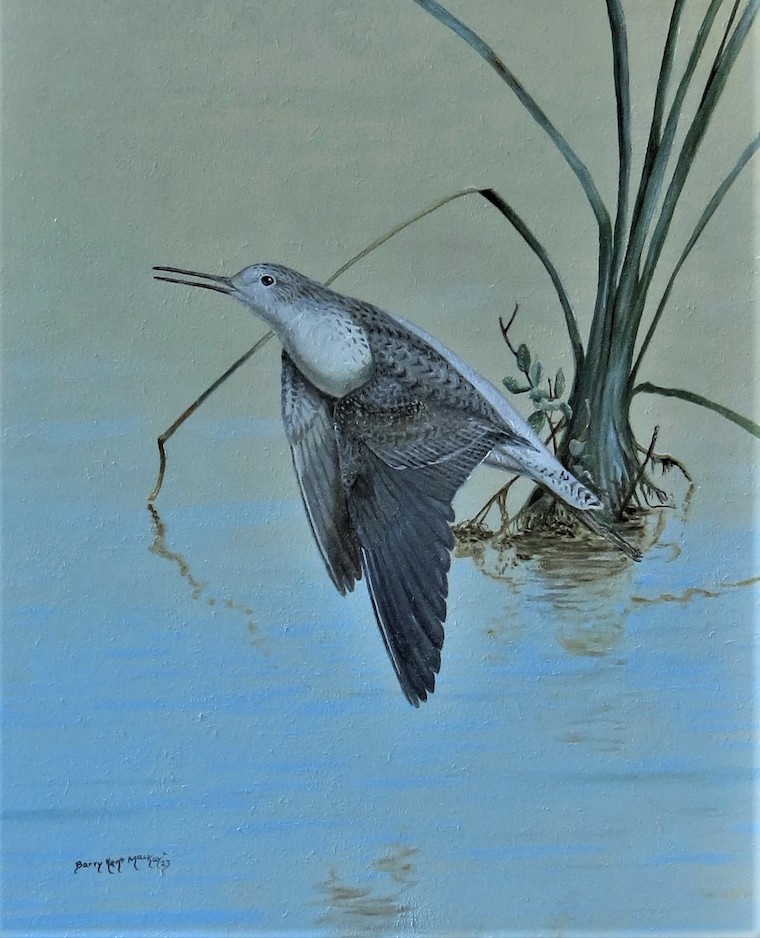 Marsh Sandpiper (Tringa stagnatilis)