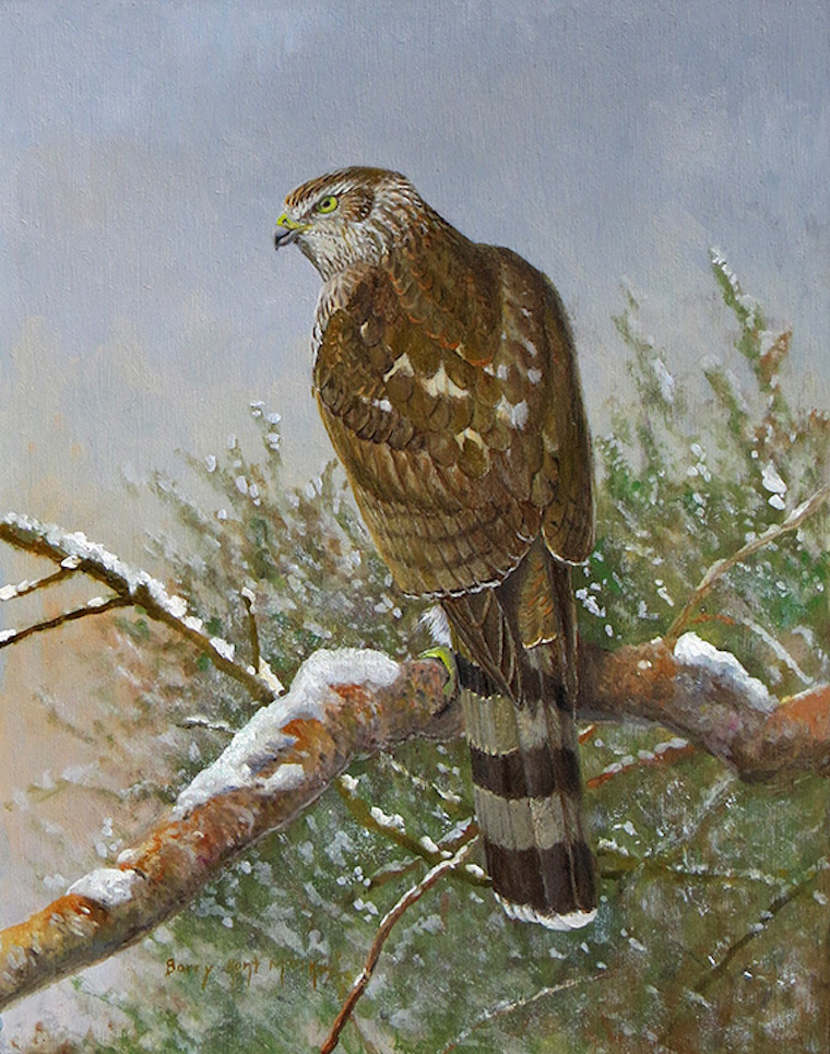 Cooper's Hawk