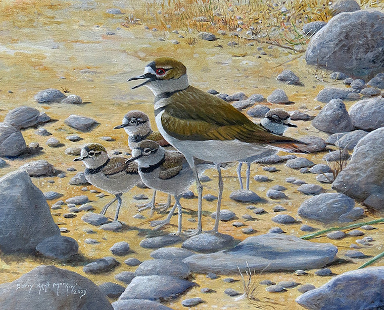 Kildeer