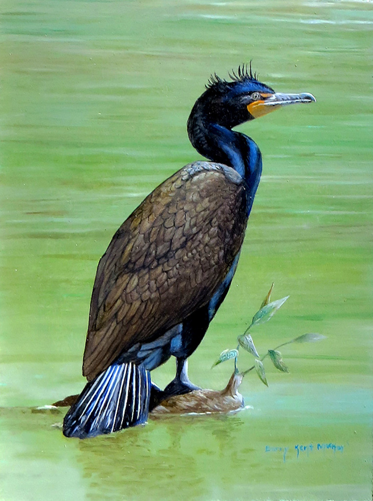 Double-crested Cormorant