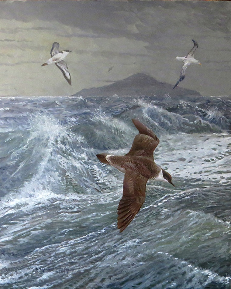 Great Shearwater (Ardenna gravis)