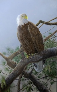 Bald Eagle