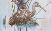 Limpkin