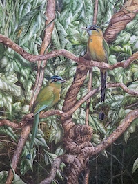 Lesson's Motmot (Momotus lessonii)