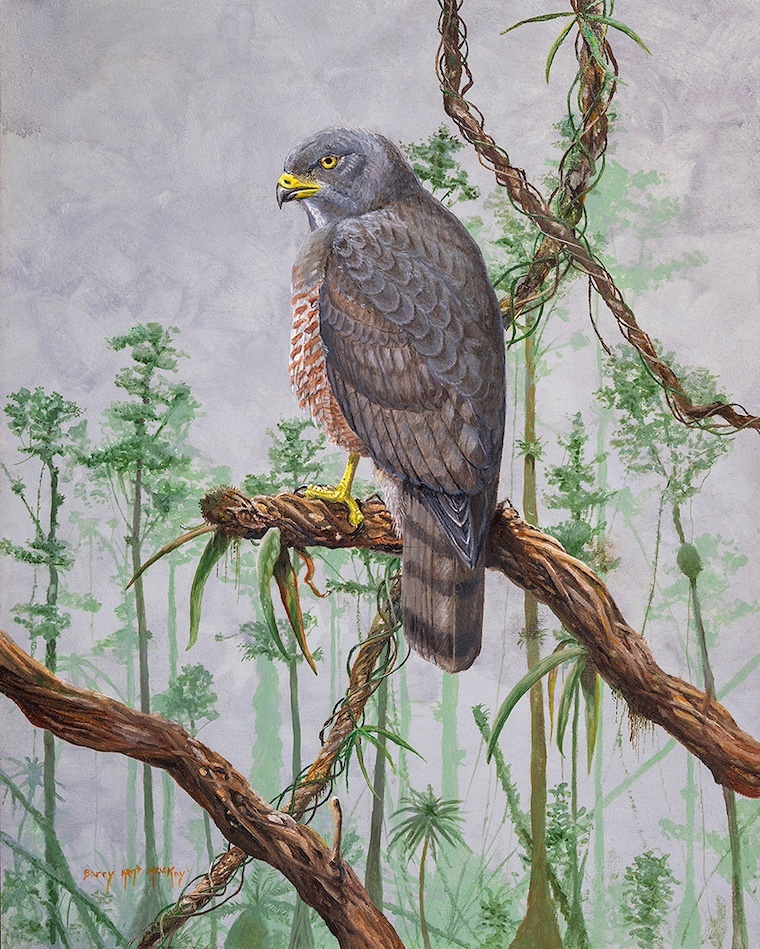 hawk painting
