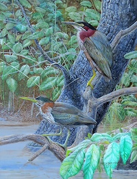 painting of green herons