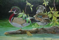 Artwork - 001 Wood Duck Pair