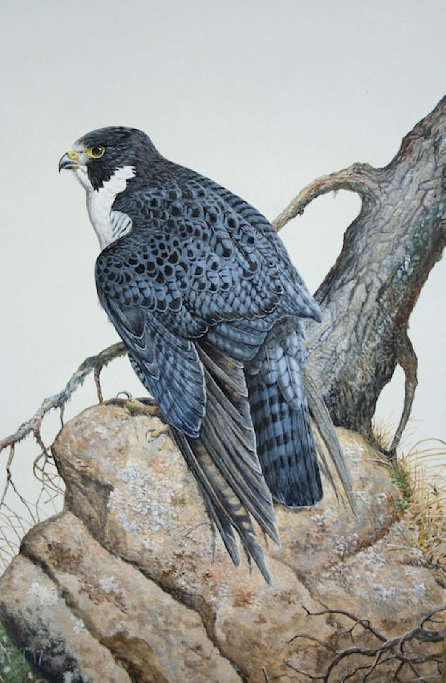 Peregrine Falcon, Anatum adult male