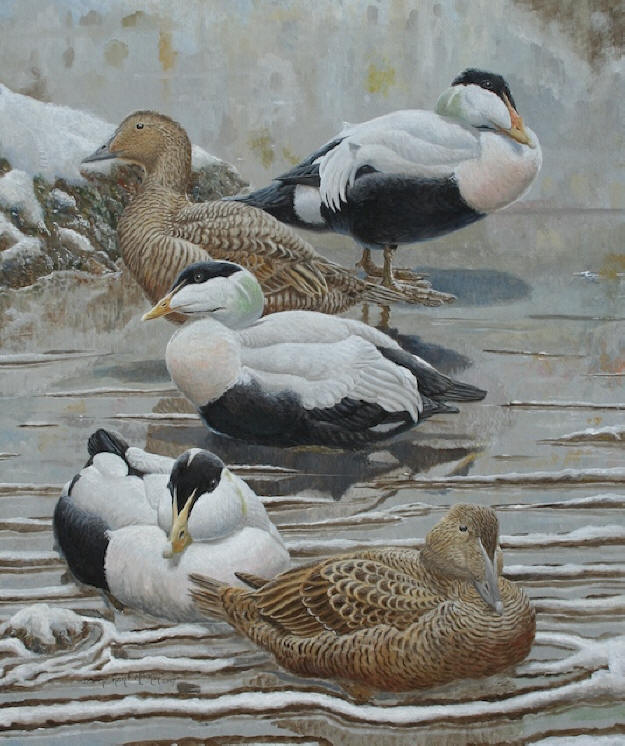 Common Eider, Pacific race