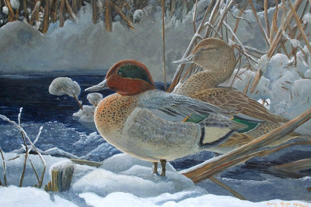 Green Winged Teal Pair