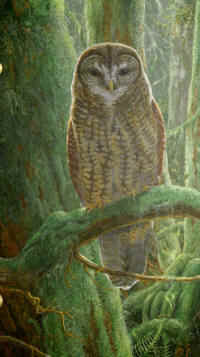 Artwork - 009 Spotted Owl