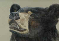 Artwork - 010 American Black Bear