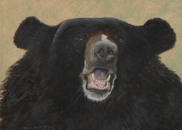 Asian Black Bear