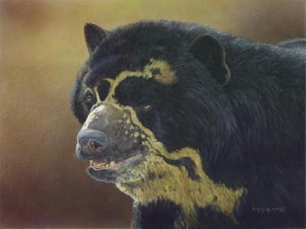 Spectacled Bear