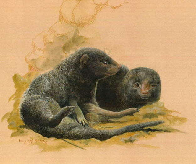 Pygmy Mongoose Pair