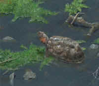 Artwork - 014 Bog Turtle