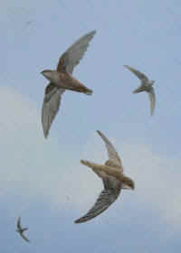 Artwork - 017 Chimney Swifts