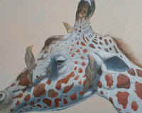 Artwork - 020 Red-Billed Oxpecker (Buphagus erythrorhynchus)