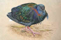 Artwork - 021 Nicobar Pigeon (Caloenas nicobarica)