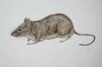 Artwork - 022 House Mouse (sketch)