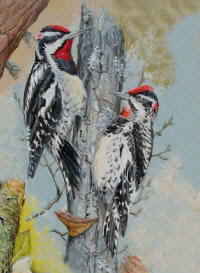 Artwork - 024 Red-naped Sapsucker