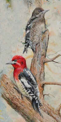 Artwork - 026 Red-breasted Sapsucker - southern