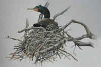 Artwork - 028 Double-crested Cormorant