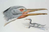 Artwork - 030 Hesperornis