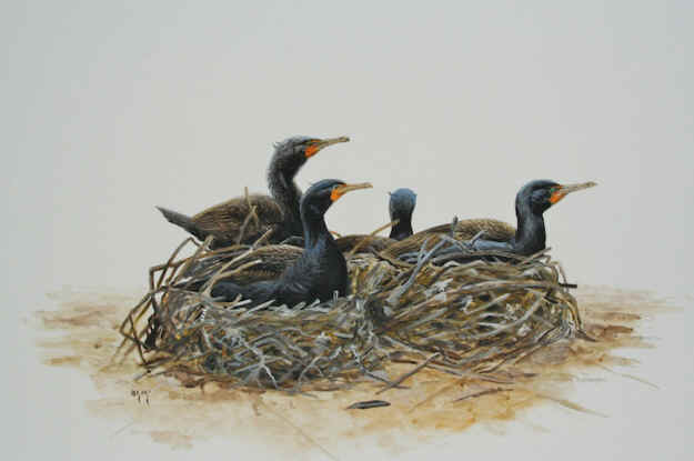 Barry MacKay cormorant art