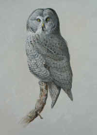 Artwork - 035 Great Gray Owl