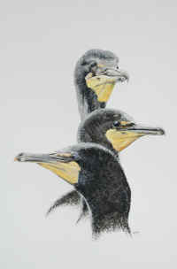 Artwork - 038 Double-crested Cormorant