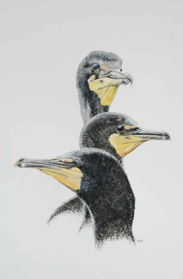 Barry MacKay cormorant