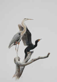 Artwork - 040 Great Blue Heron and Double-crested Cormorant