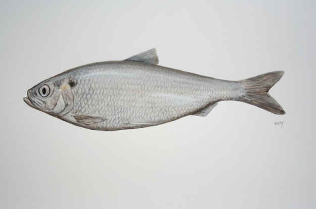 Alewife Barry Kent MacKay