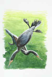 Artwork - 042 Double-crested Cormorants