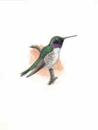 Artwork - 045 Black-chinned Hummingbird