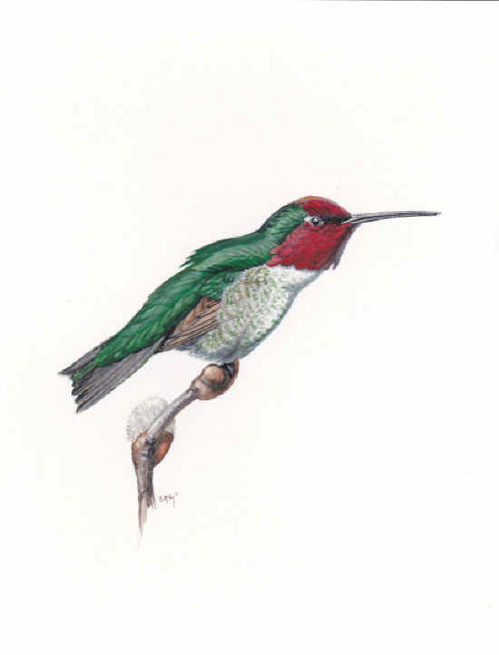 Annas Hummingbird Calpyte anna