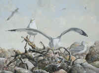 Artwork - 047 Herring Gull (Larus argentatus smithsonianus)