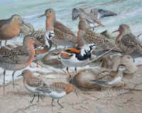 Artwork - 048 Red Knots (Calidris canutus ruta), Ruddy Turnstones (Arenaria interpres), Sanderlings 
	(Calidris alba), Least Sandpiper (Calidris minutilla), Horseshoe Crabs 
	(Limulus polyphemus)